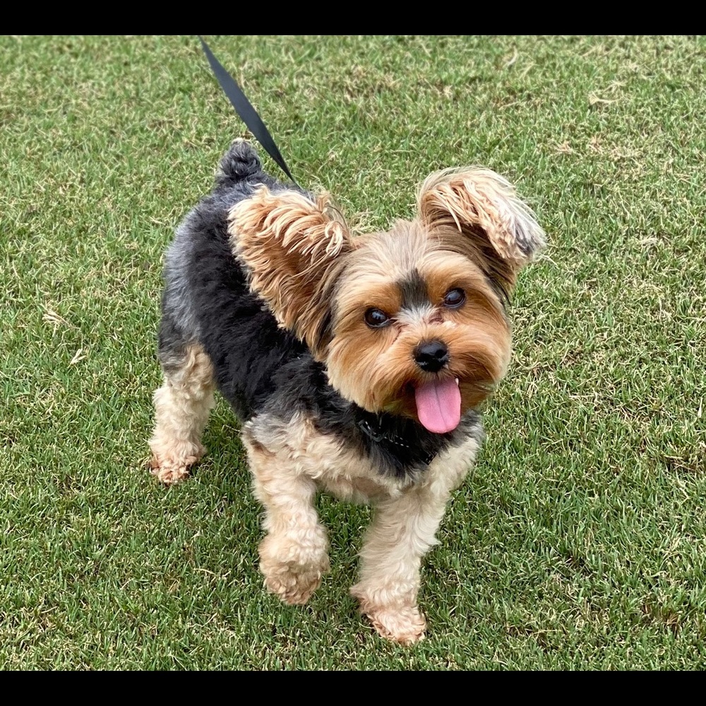 Meet your Posher, Suzie